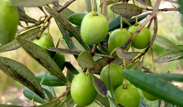 Image 1191189 (auto)