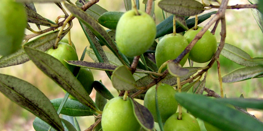 Image 1191189 (auto)