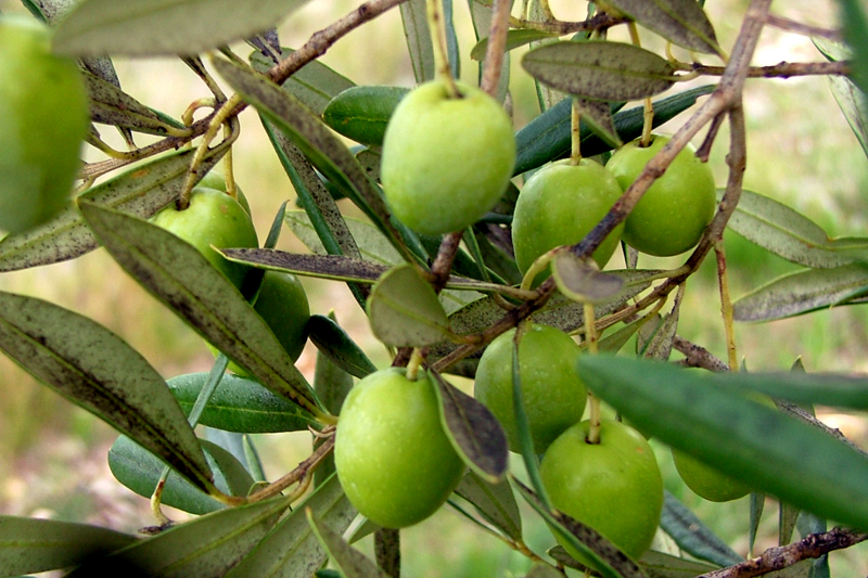 Image 1191189 (auto)