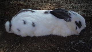 OLYMPUS DIGITAL CAMERA OLYMPUS DIGITAL CAMERA