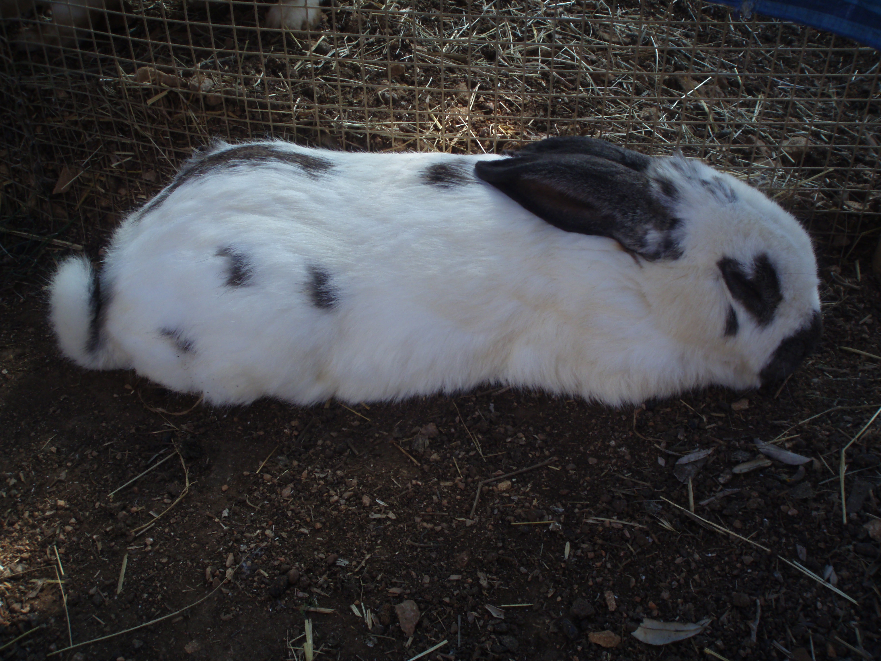 OLYMPUS DIGITAL CAMERA OLYMPUS DIGITAL CAMERA