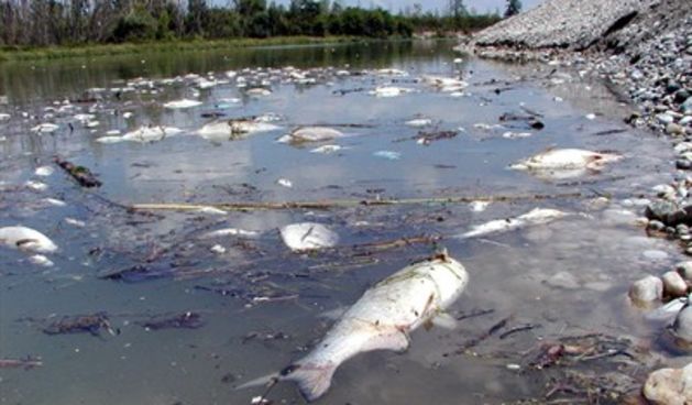 Pomor ribe(Foto: Tportal.hr)