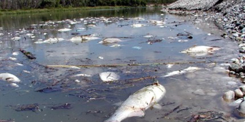 Pomor ribe(Foto: Tportal.hr) Pomor ribe(Foto: Tportal.hr)