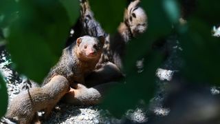 Mladunci patuljastog mungosa novi su stanovnici Zoološkog vrta Mladunci patuljastog mungosa novi su stanovnici Zoološkog vrta