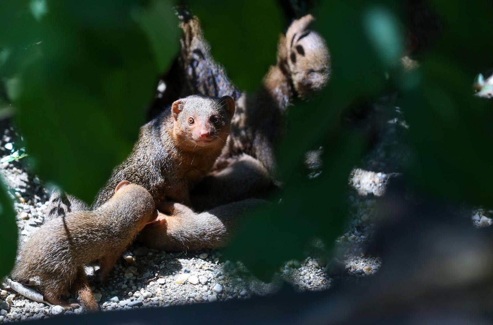 Mladunci patuljastog mungosa novi su stanovnici Zoološkog vrta Mladunci patuljastog mungosa novi su stanovnici Zoološkog vrta