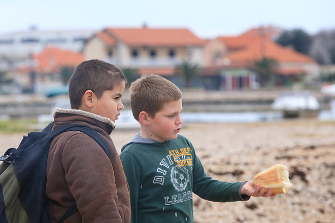 Labudovi u Bibinjama 10. siječnja 2013, Foto: Leo Banić