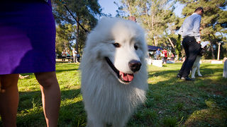 Međunarodna izložba pasa “CACIB ZADAR 2012” Međunarodna izložba pasa “CACIB ZADAR 2012”