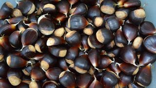 Pitomi kesten (Castanea sativa) jedan je od najprepoznatljivijih plodova jeseni. Photo: Borna Filić/PIXSELL Pitomi kesten (Castanea sativa) jedan je od najprepoznatljivijih plodova jeseni. Photo: Borna Filić/PIXSELL