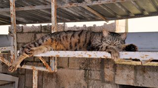 Mačja špica na zadarskoj pijaci