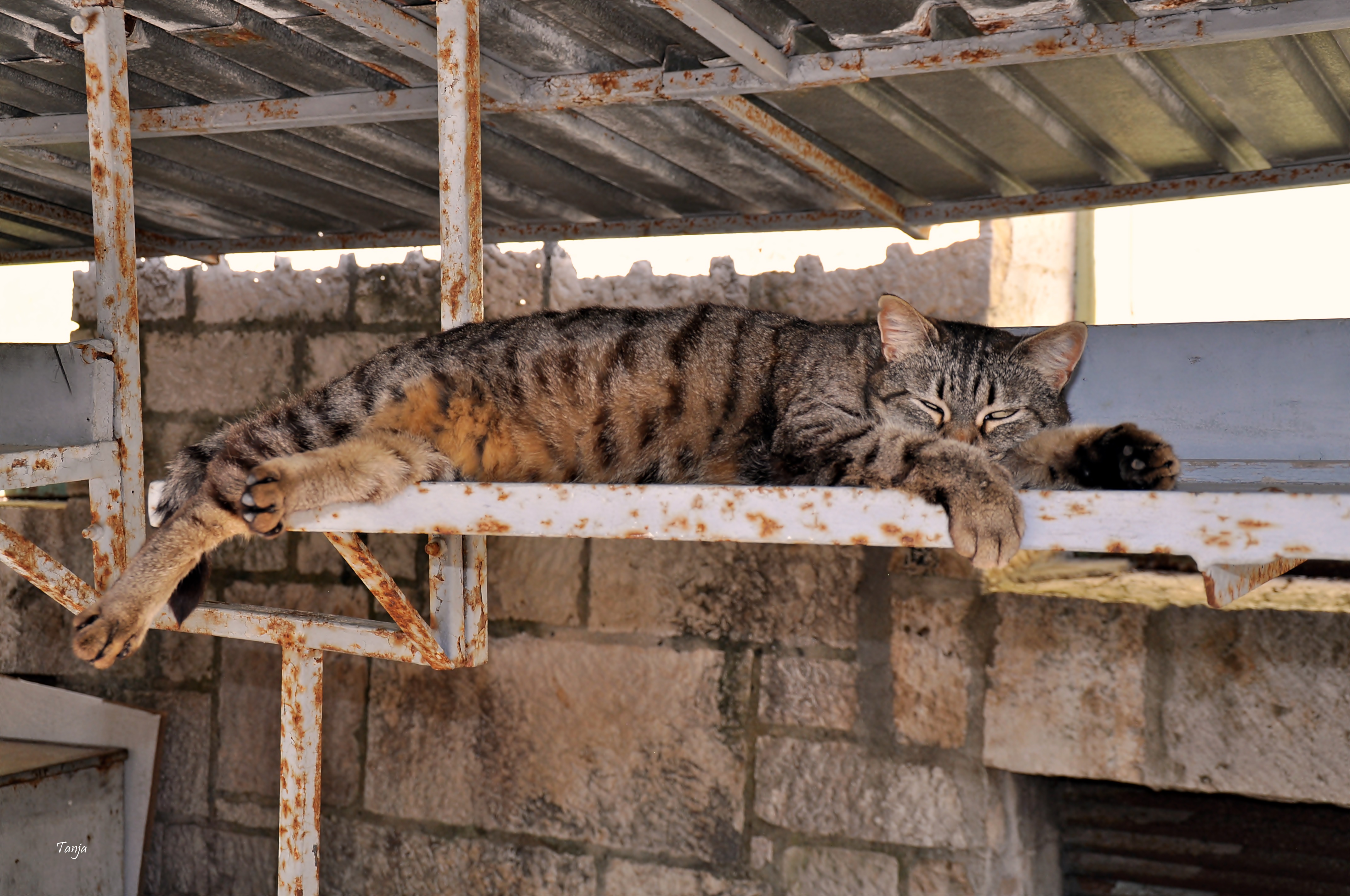 Mačja špica na zadarskoj pijaci