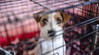 Izložba pasa na Zagrebačkom velesajmu Izložba pasa na Zagrebačkom velesajmu