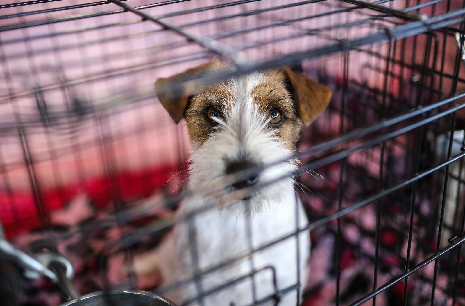 Izložba pasa na Zagrebačkom velesajmu Izložba pasa na Zagrebačkom velesajmu