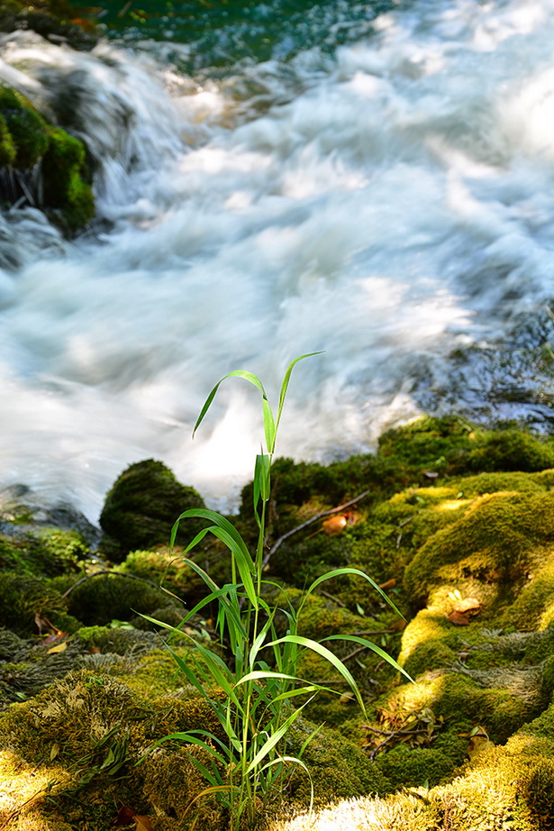 Đir do NP Krka. foto-Iva Perincic