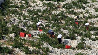 Primošten. Počela berba grožđa od kojeg se pravi svjetski poznato vino Babić. Photo: Duško Jaramaz/PIXSELL Primošten. Počela berba grožđa od kojeg se pravi svjetski poznato vino Babić. Photo: Duško Jaramaz/PIXSELL
