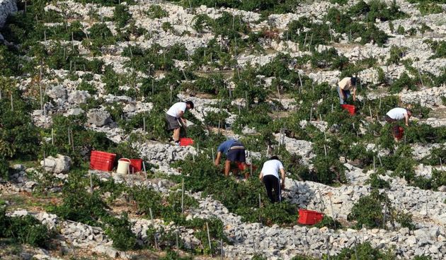 Primošten. Počela berba grožđa od kojeg se pravi svjetski poznato vino Babić. Photo: Duško Jaramaz/PIXSELL