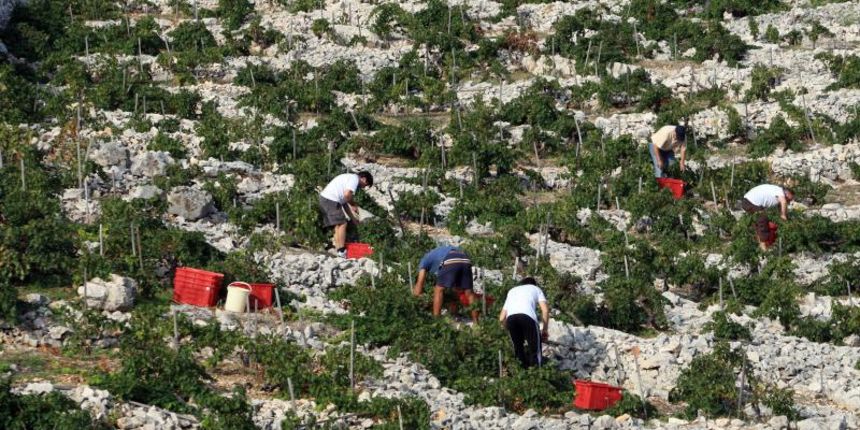 Primošten. Počela berba grožđa od kojeg se pravi svjetski poznato vino Babić. Photo: Duško Jaramaz/PIXSELL