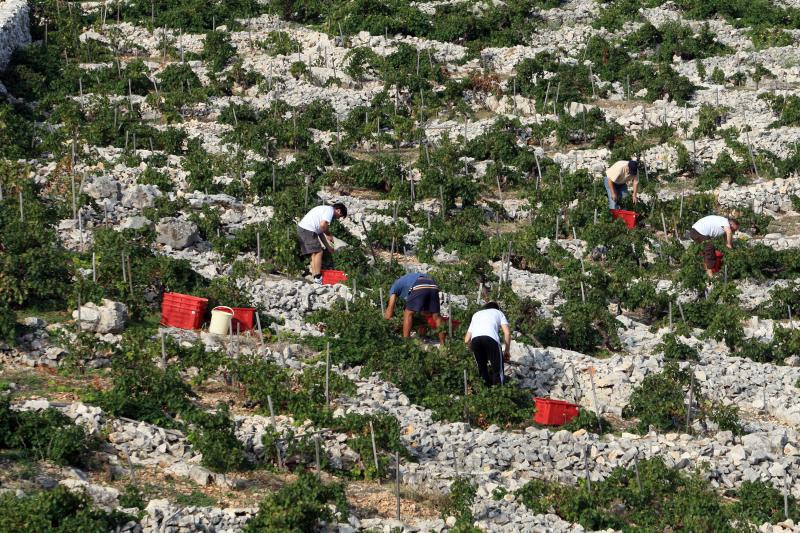 Primošten. Počela berba grožđa od kojeg se pravi svjetski poznato vino Babić. Photo: Duško Jaramaz/PIXSELL Primošten. Počela berba grožđa od kojeg se pravi svjetski poznato vino Babić. Photo: Duško Jaramaz/PIXSELL