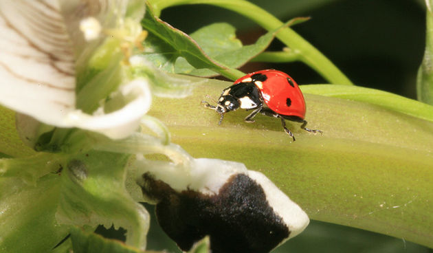 Bubamara, Foto: Leo Banić
