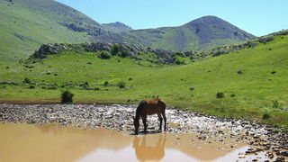 Velebit: Konji u Libinju