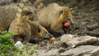 Zagreb, 080412.
U Zooloskom vrtu grada Zagreba neke od zivotinja tradicionalno su bile pocascene uskrsnim jajima. U sarenim pisanicama uzivali su lemuri, smedji kapucini, nosati rakuni, grivasti vukovi i ogrlicaste pekarije.
Na fotografiji: Nosati rakuni. Zagreb, 080412.
U Zooloskom vrtu grada Zagreba neke od zivotinja tradicionalno su bile pocascene uskrsnim jajima. U sarenim pisanicama uzivali su lemuri, smedji kapucini, nosati rakuni, grivasti vukovi i ogrlicaste pekarije.
Na fotografiji: Nosati rakuni.