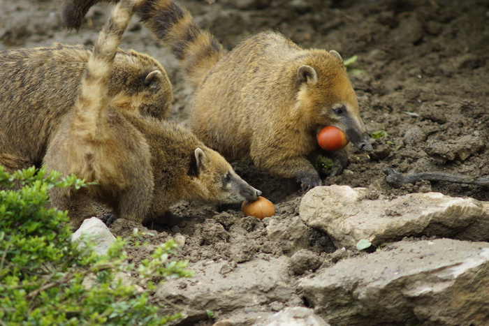 Zagreb, 080412.
U Zooloskom vrtu grada Zagreba neke od zivotinja tradicionalno su bile pocascene uskrsnim jajima. U sarenim pisanicama uzivali su lemuri, smedji kapucini, nosati rakuni, grivasti vukovi i ogrlicaste pekarije.
Na fotografiji: Nosati rakuni. Zagreb, 080412.
U Zooloskom vrtu grada Zagreba neke od zivotinja tradicionalno su bile pocascene uskrsnim jajima. U sarenim pisanicama uzivali su lemuri, smedji kapucini, nosati rakuni, grivasti vukovi i ogrlicaste pekarije.
Na fotografiji: Nosati rakuni.