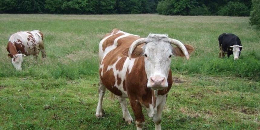 Govedarska farma/Foto:/www.destinacije.com Govedarska farma/Foto:/www.destinacije.com