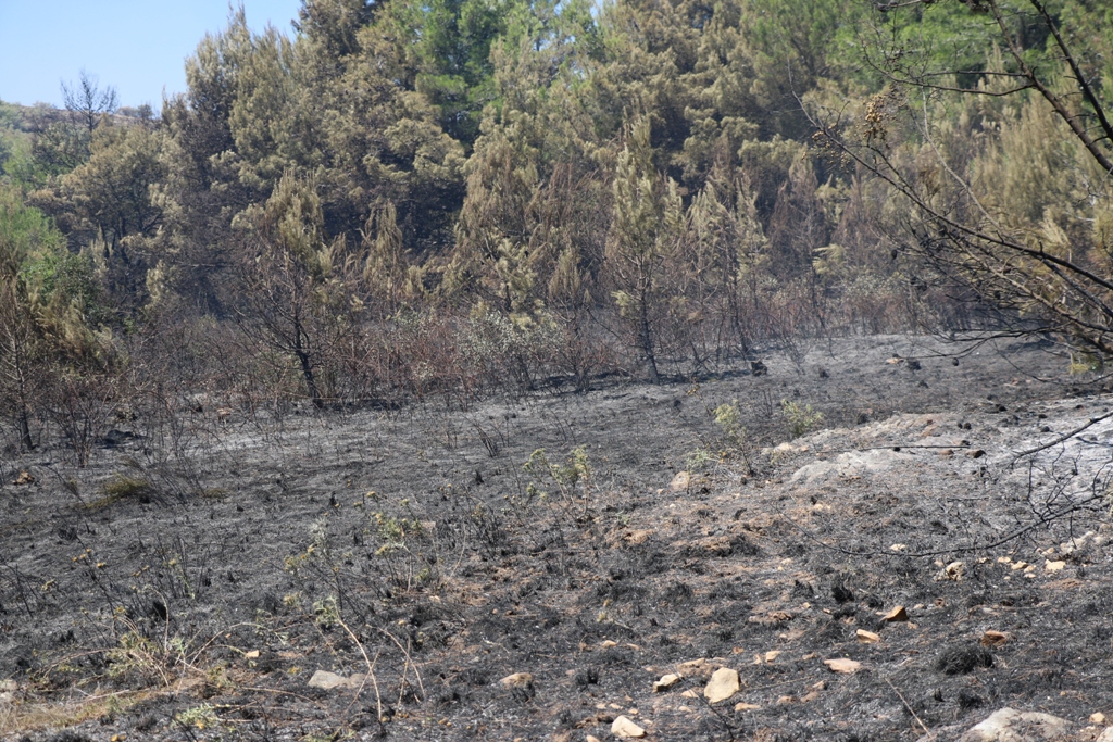 Vir: Požar u Lozicama u potpunosti ugašen Vir: Požar u Lozicama u potpunosti ugašen