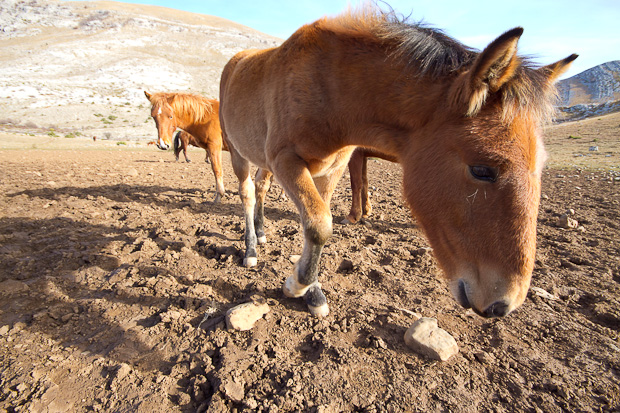 Libinje: Velebitski divlji konji, Foto: Leo Banić