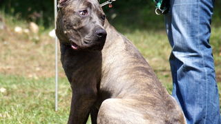 Zadar: Medjunarodna izlozba pasa CACIB 1. svibnja 2010.