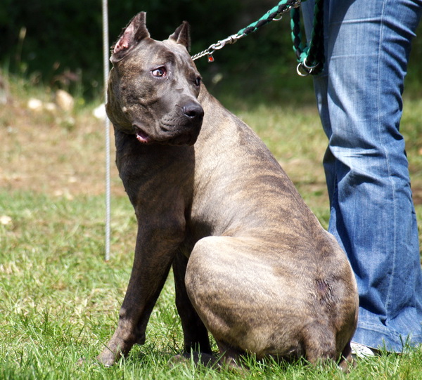 Zadar: Medjunarodna izlozba pasa CACIB 1. svibnja 2010.