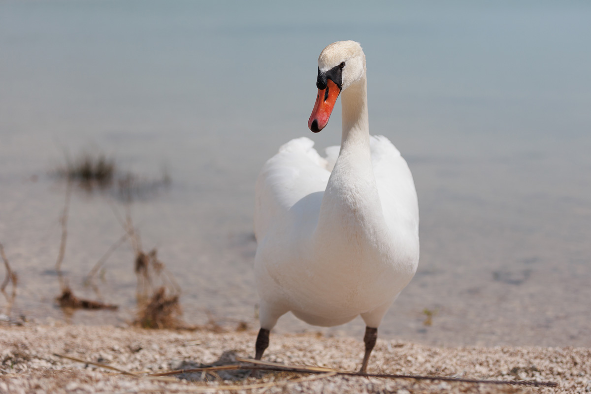 Materine užance @ kamp Crkvine, Vransko jezero Materine užance @ kamp Crkvine, Vransko jezero