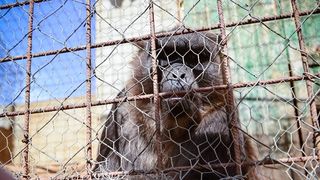 Zaton Obrovački: ZOO s egzotičnim i domaćim životinjama Zaton Obrovački: ZOO s egzotičnim i domaćim životinjama