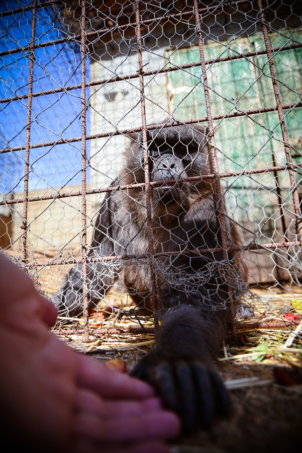 Zaton Obrovački: ZOO s egzotičnim i domaćim životinjama Zaton Obrovački: ZOO s egzotičnim i domaćim životinjama