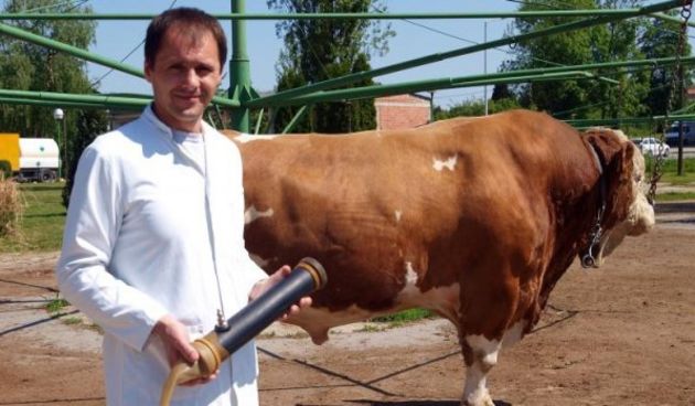 Zbog šverca bikove sperme završili u jednomjesečnom pritvoru, Foto: Borna Filić/PIXSELL