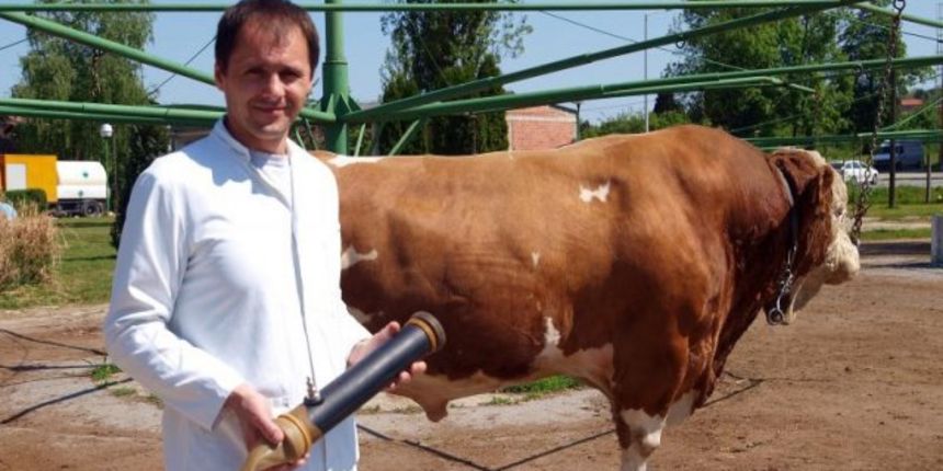 Zbog šverca bikove sperme završili u jednomjesečnom pritvoru, Foto: Borna Filić/PIXSELL