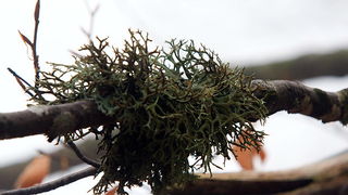 Lička jesen u znaku gljiva, Foto: Leo Banić