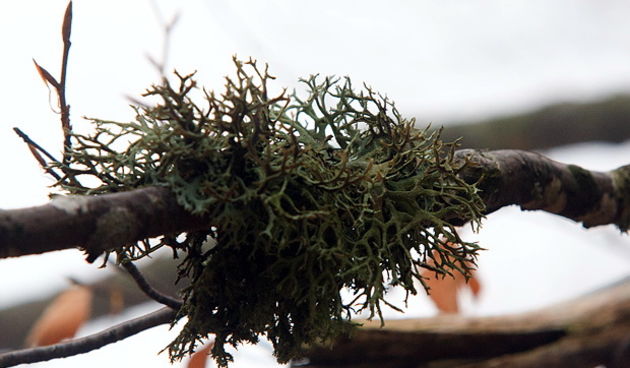 Lička jesen u znaku gljiva, Foto: Leo Banić