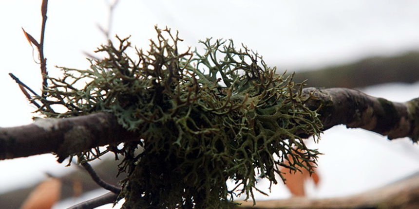 Lička jesen u znaku gljiva, Foto: Leo Banić