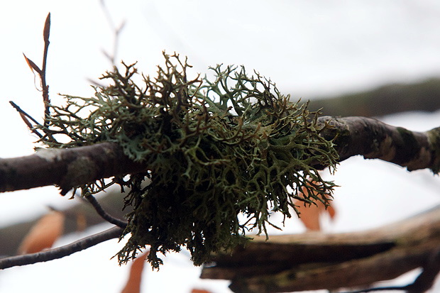 Lička jesen u znaku gljiva, Foto: Leo Banić