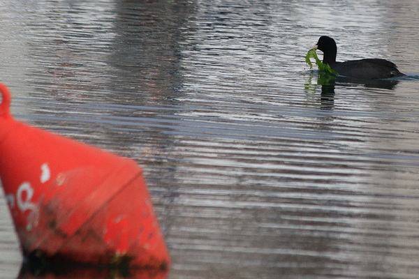 Liske u uvali Bregdetti