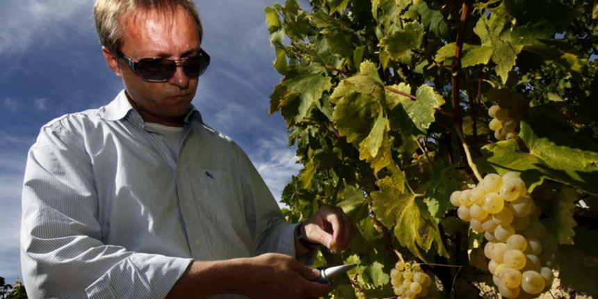 Grimalda, Pagubice, 150910.
Ivica Matosevic, jedan od najcjenjenijih hrvatskih vinara vinom se poceo baviti sredinom 90-ih iz hobija i ljubavi, bez ikakve obiteljske tradicije, no u relativno kratkom roku postigao je jako puno otvorivsi i vrlo atraktivnu Grimalda, Pagubice, 150910.
Ivica Matosevic, jedan od najcjenjenijih hrvatskih vinara vinom se poceo baviti sredinom 90-ih iz hobija i ljubavi, bez ikakve obiteljske tradicije, no u relativno kratkom roku postigao je jako puno otvorivsi i vrlo atraktivnu