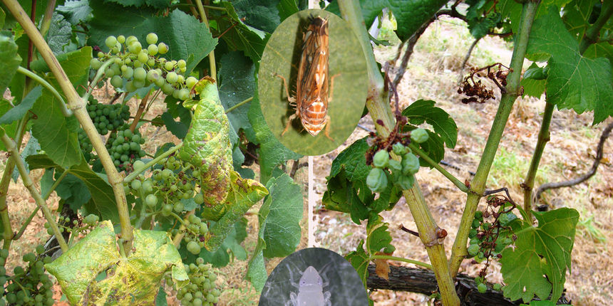 Zlatna žutica i američki cvrčak Zlatna žutica i američki cvrčak