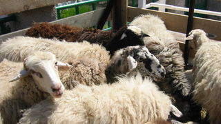 Crna ovca u Baški na otoku Krku Crna ovca u Baški na otoku Krku