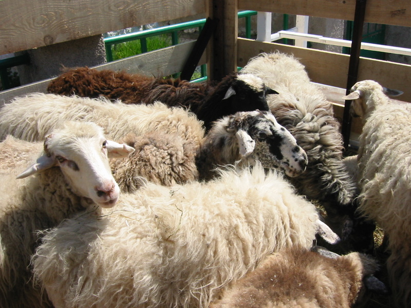 Crna ovca u Baški na otoku Krku Crna ovca u Baški na otoku Krku