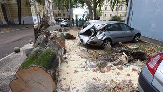 Zadar: Jak vjetar srušio stablo na parkirane automobile