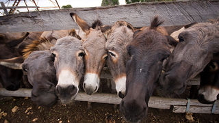 Farma “Dar-mar” (foto:Saša Čuka)