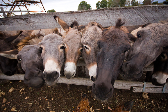 Farma “Dar-mar” (foto:Saša Čuka)