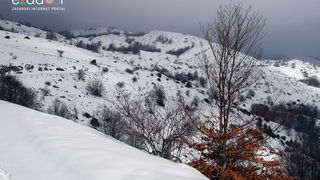 Tulove grede pod snježnim pokrivačem Tulove grede pod snježnim pokrivačem