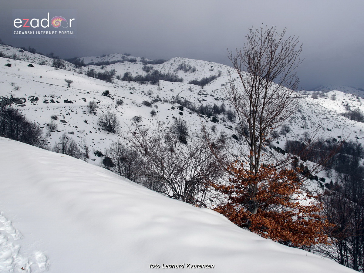 Tulove grede pod snježnim pokrivačem Tulove grede pod snježnim pokrivačem