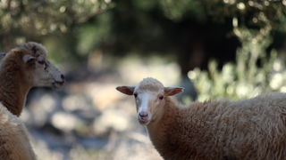 Pag, Lun, 221012.
Berba maslina u lunskom masliniku koji se nalazi kod mjesta Lun na otoku Pagu. Omedjen je suhozidima, prostire se na 400 hektara i sadrzi oko 80.000 stabala maslina. Najveci je maslinik u Hrvatskoj. U Lunskom masliniku rastu brojne jedin Pag, Lun, 221012.
Berba maslina u lunskom masliniku koji se nalazi kod mjesta Lun na otoku Pagu. Omedjen je suhozidima, prostire se na 400 hektara i sadrzi oko 80.000 stabala maslina. Najveci je maslinik u Hrvatskoj. U Lunskom masliniku rastu brojne jedin